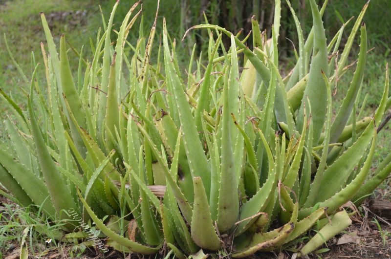 DIY: How To Do Keratin Hair Treatment At Home - Wildturmeric