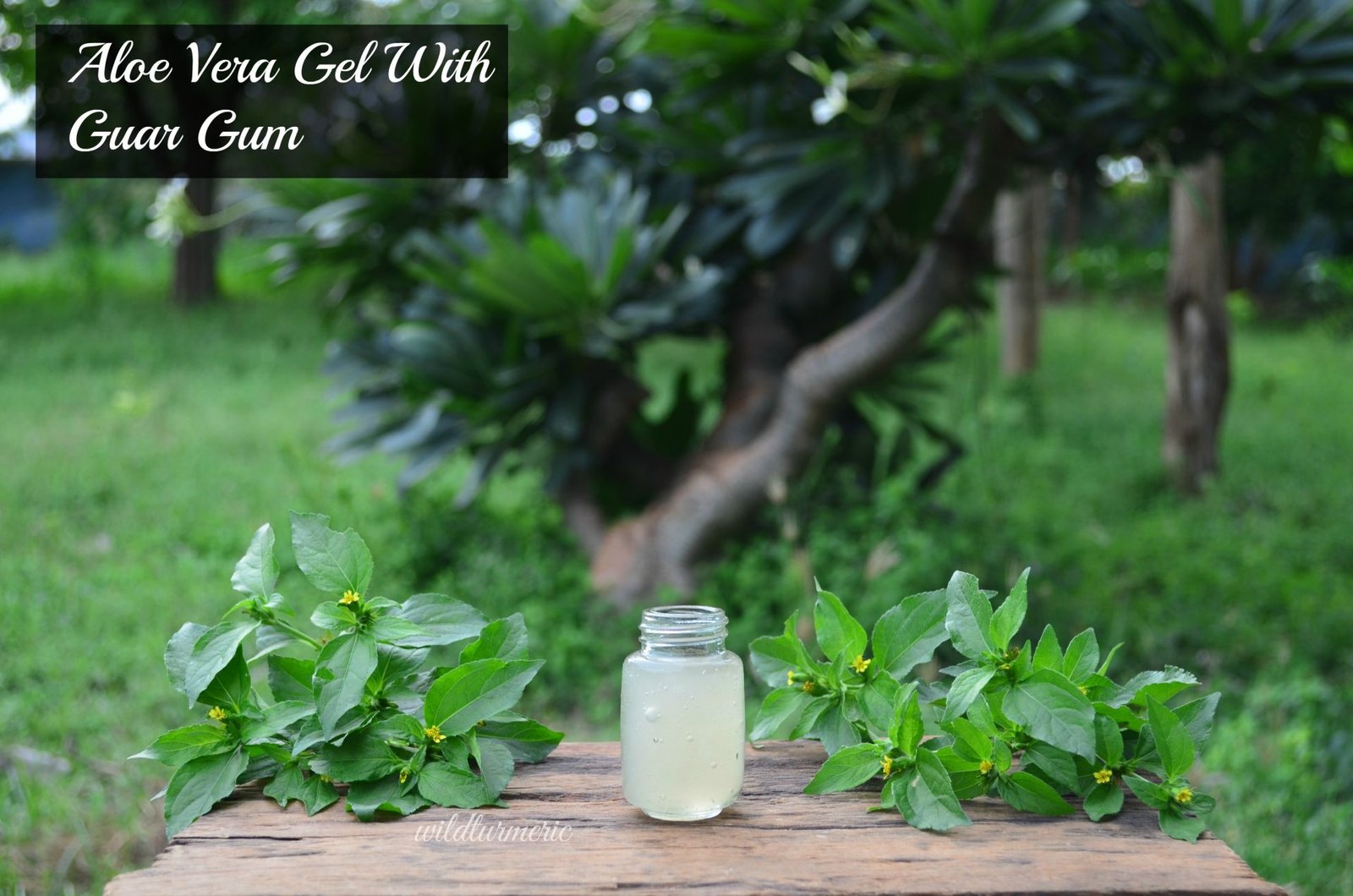 5 Top Guar Gum Uses, Benefits & Side Effects Wildturmeric