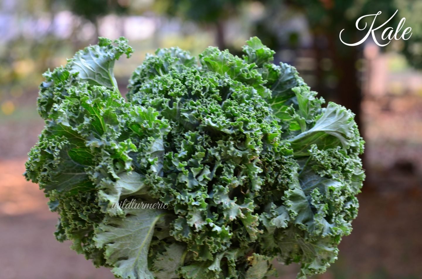 Vitamin K Rich Foods